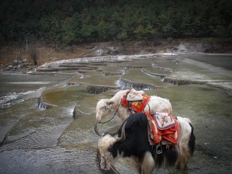 中国雲南の段状地形とヤクの風景 中国雲南の段状地形とヤクの風景 ヤク,動物,水辺の写真素材