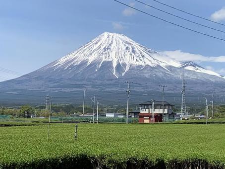 富士山とお茶 富士山とお茶の写真