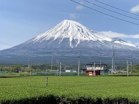 Mt. Fuji and tea, mountain, landscape, volcanic, JPG