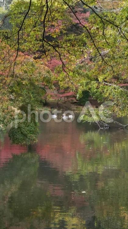 秋の訪れ、公園の池のほとり 秋,自然,季節の写真素材