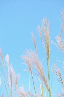 ススキと秋空 縦  ススキ,秋,ススキの穂の写真素材