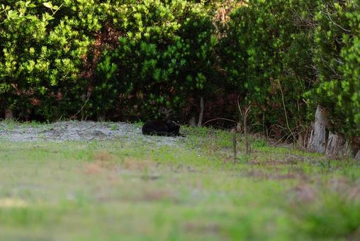 生垣の前でくつろぐかわいい黒猫 生垣の前でくつろぐかわいい黒猫 黒猫,カラス猫,地域猫の写真素材