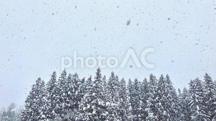 神立スノーリゾート　雪が積もった杉林と空 杉,林,神立の写真素材
