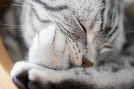 前足をペロペロ舐める猫 猫,アメリカンショートヘア,アメショの写真素材