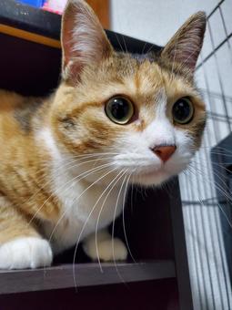見定めてからの… 見定めてからの… ねこ,ネコ,動物の写真素材