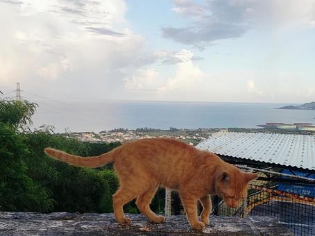 沖縄のネコ 沖縄のネコの写真
