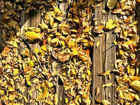 落ち葉 落ち葉,枯葉,秋の写真素材