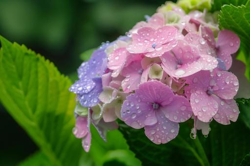 雨上がりの紫陽花と水滴 雨上がりの紫陽花と水滴の写真