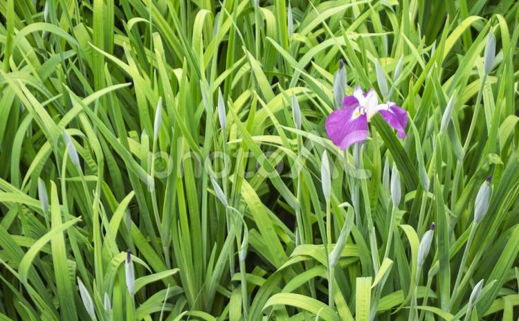 一輪だけ咲く菖蒲園のハナショウブ ハナショウブ,菖蒲園,緑の写真素材