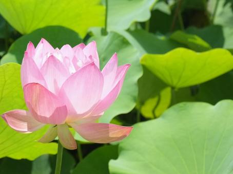 ピンクの蓮の花 ピンクの蓮の花の写真