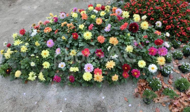 花の円 公園,花の写真素材