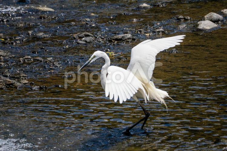 ダイサギの狩り⑸ 鳥,ダイサギ,鳥類の写真素材