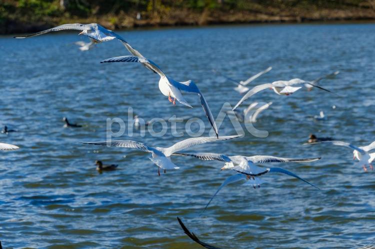 湖上を舞うカモメたち カモメ,鳥,湖の写真素材