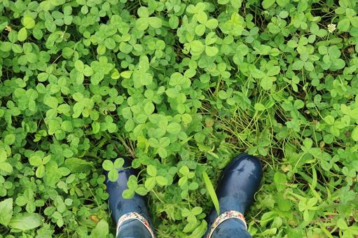 Clover 2, felicità, erbaccia, trifoglio bianco, JPG