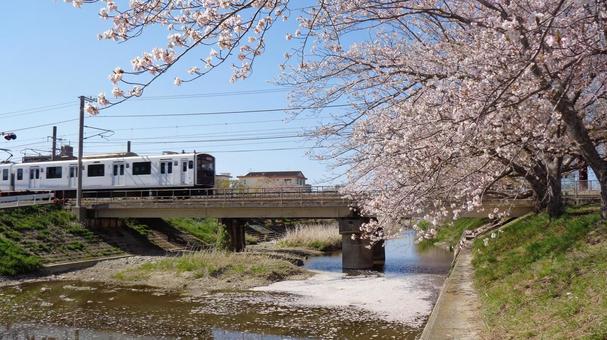 筑肥線と桜_2025_56 筑肥線と桜_2025_56の写真