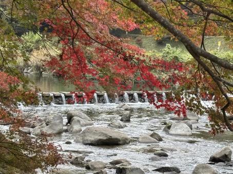 香嵐渓の景色 香嵐渓,名古屋,秋の写真素材
