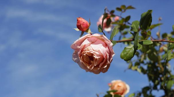 【花の写真】ばらの花 rose,植物,園芸の写真素材