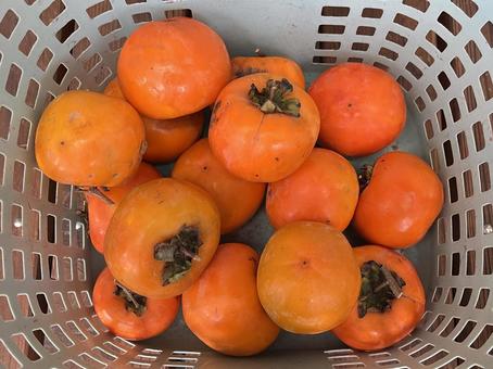 かごに入った柿 柿,甘柿,渋柿の写真素材