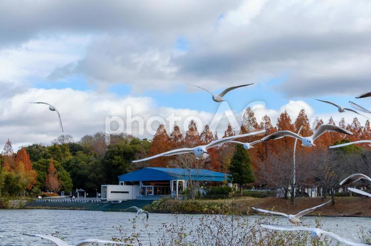 飛び交うカモメと秋の風景 カモメ,飛翔,空の写真素材