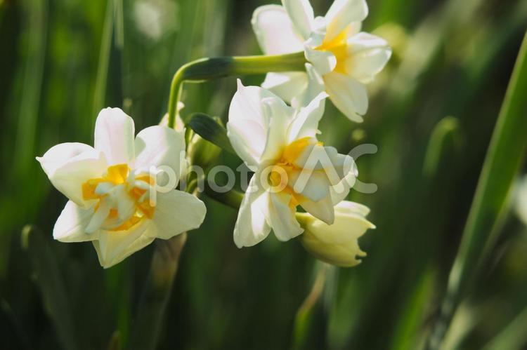 陽だまりに咲く水仙の花 水仙,スイセン,花の写真素材