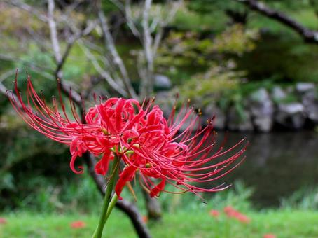彼岸花の写真