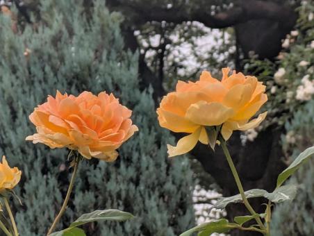 薔薇 薔薇の写真