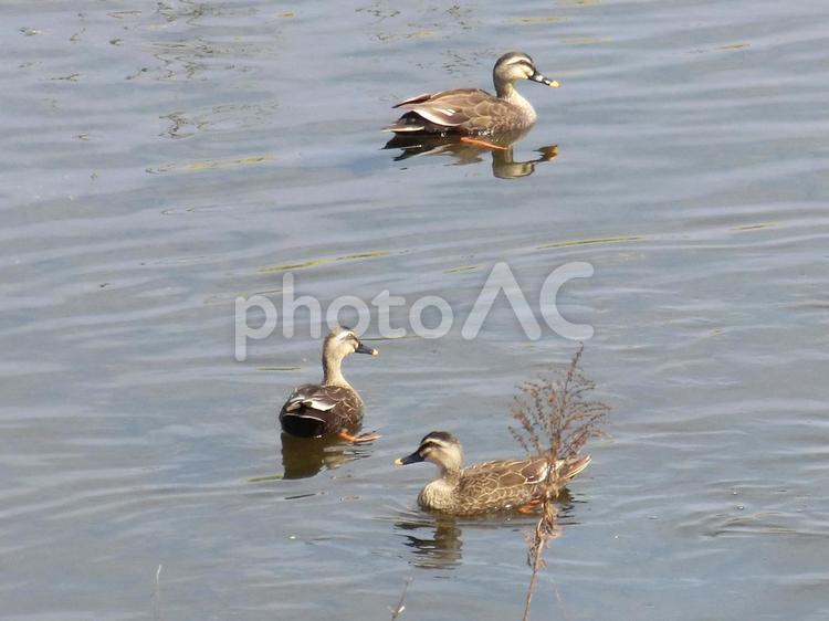 あっち向いて、こっち向いて カルガモ,カモ,水鳥の写真素材