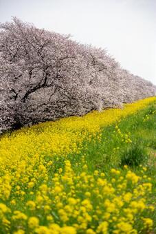 桜と菜の花の春景色 桜,菜の花,春の写真素材
