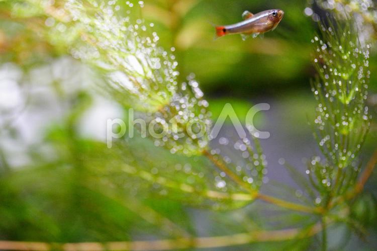 アカヒレと水草　光合成 アクアリウム,コピースペース,アカヒレの写真素材