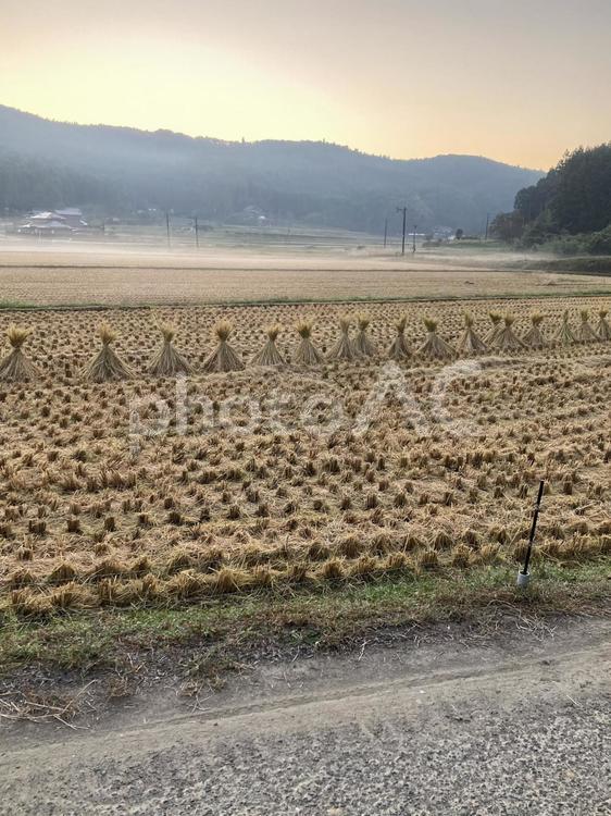かわいい稲刈り 稲刈り,田んぼ,秋の写真素材