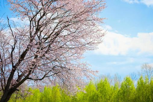 桜と青空 桜,花,春の写真素材