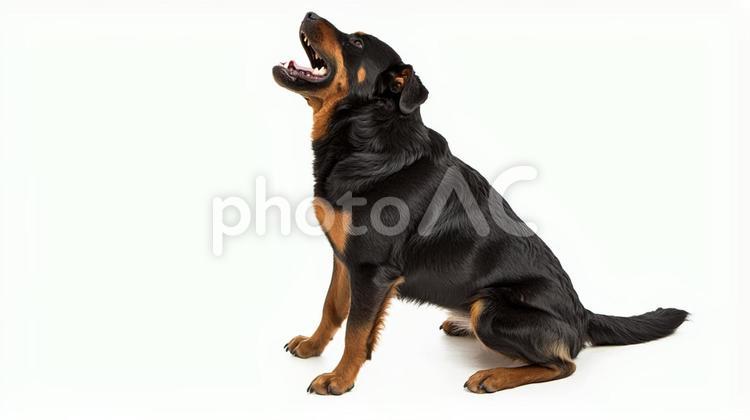 ロットワイラー12 ロットワイラー,犬,イヌの写真素材