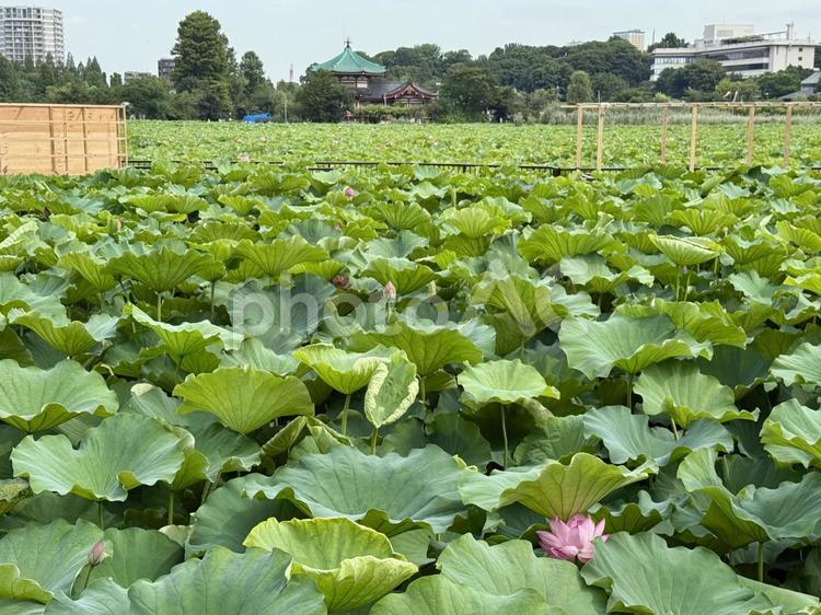 上野不忍池蓮池　7月上旬　ハスが開花 蓮の花,開花,早朝の写真素材