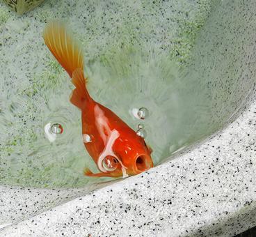 金魚 金魚 魚,キンギョ,赤の写真素材