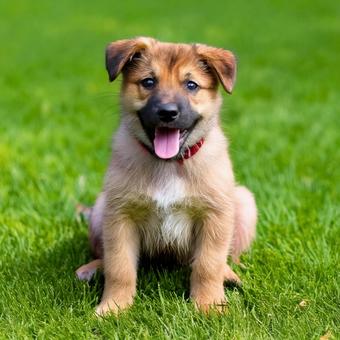 笑っている子犬の写真