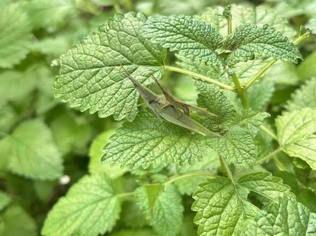 バッタ　交尾後ガード バッタ,おんぶ,ガードの写真素材