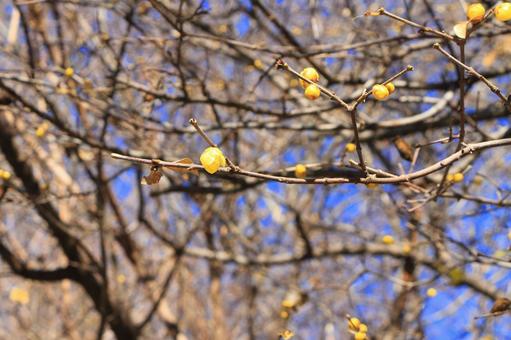 蕾が膨らんできたロウバイロウバイ 蕾が膨らんできたロウバイロウバイの写真