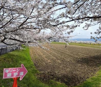 藤原京跡 藤原京跡 藤原京跡,桜,サクラの写真素材