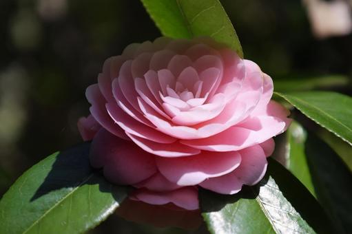 Pink Camellia, JPG