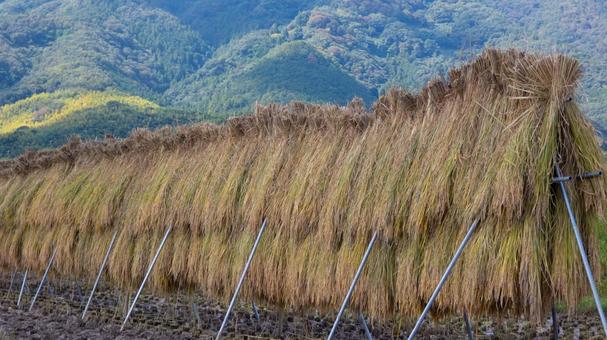 山の麓に広がる稲架掛けの風景 山の麓,稲架掛け,田んぼの写真素材