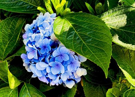 紫陽花 紫陽花の写真