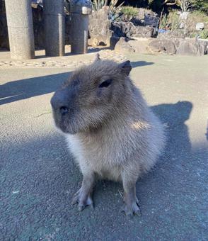 カピバラ カピバラの写真