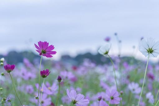 曇りの日の早朝のコスモス畑 曇りの日の早朝のコスモス畑の写真