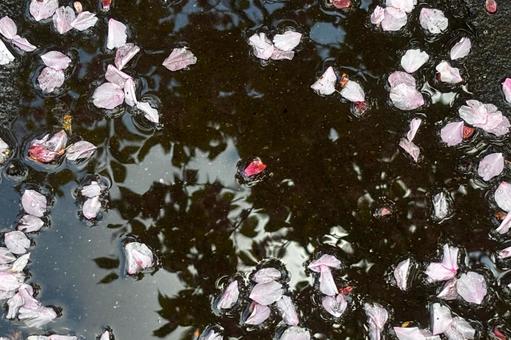 雨上がりの桜の花びら3 さくら,雨,落花の写真素材