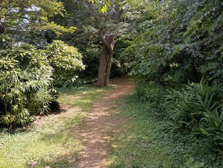 夏の森の小道 夏の森の小道 森,小道,緑の写真素材