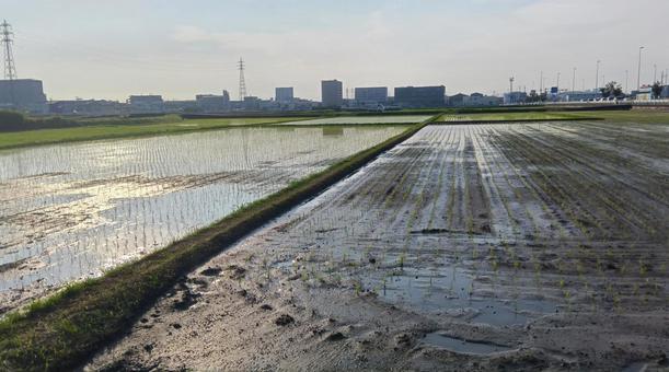 水田 田んぼ   水田 田んぼ   水田,田んぼ,土の写真素材