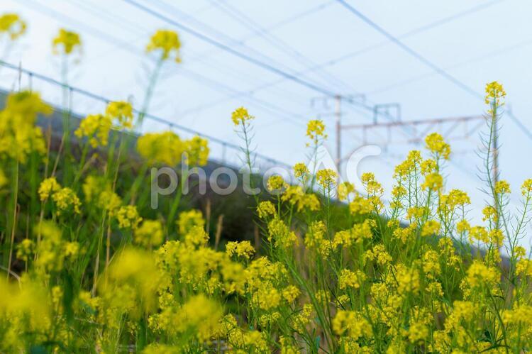 線路と菜の花 4月,flower,きれいの写真素材