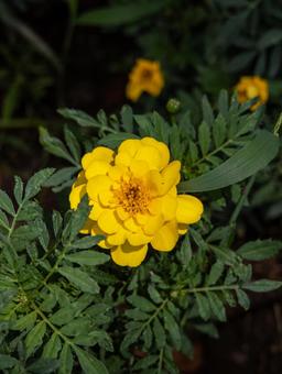緑の中に咲く鮮やかな黄色い花 花,黄色い花,植物の写真素材