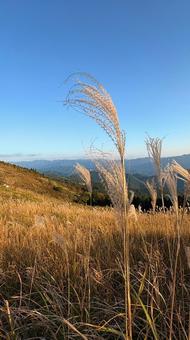 秋の高原の美しいススキ② ススキ,高原,秋の写真素材