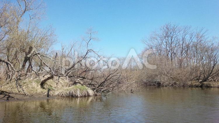 北海道釧路湿原 北海道,釧路,湿原の写真素材